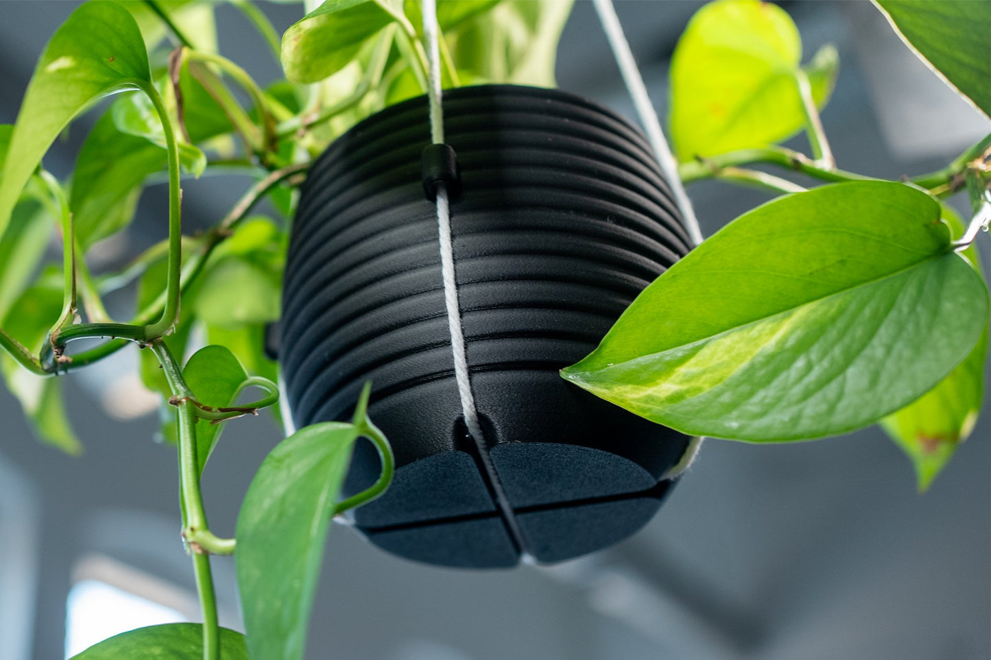 The Hive - Hanging Planter - Planter - Loffa Design